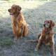 My current dogs.